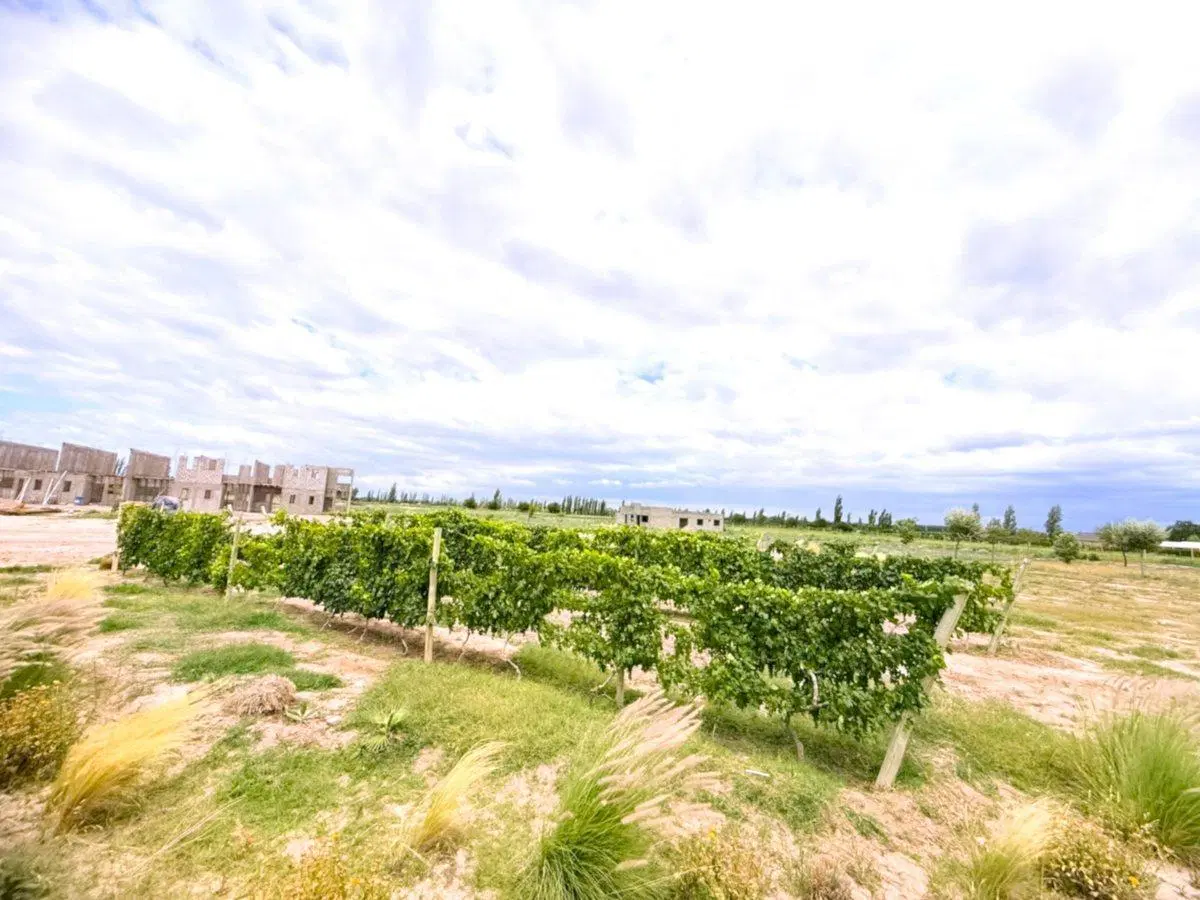 VENTA CASA BARRIO CEPAS DE JUNIN MENDOZA 2