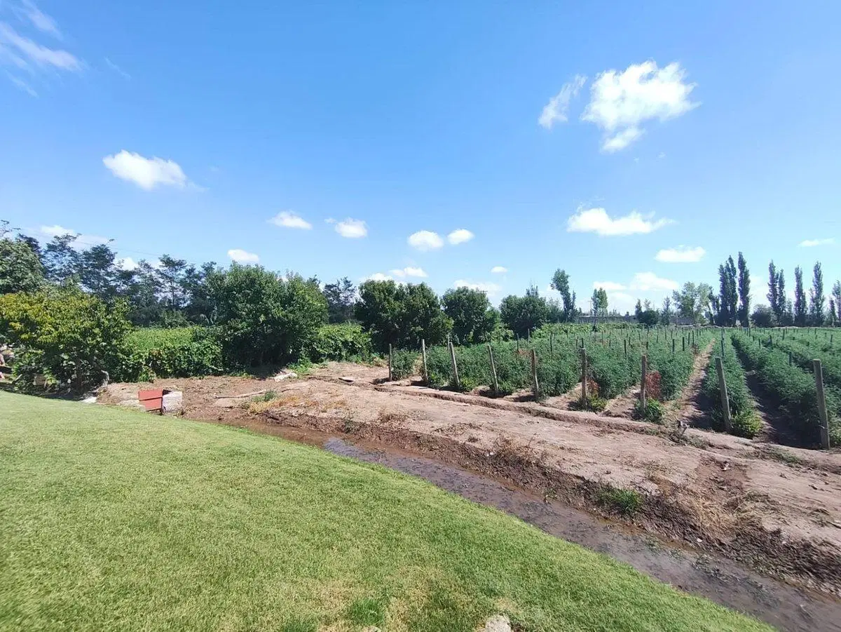 Venta Finca El Algarrobal Mendoza 2