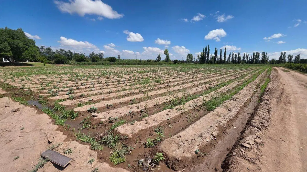 Venta Finca El Algarrobal Mendoza 4