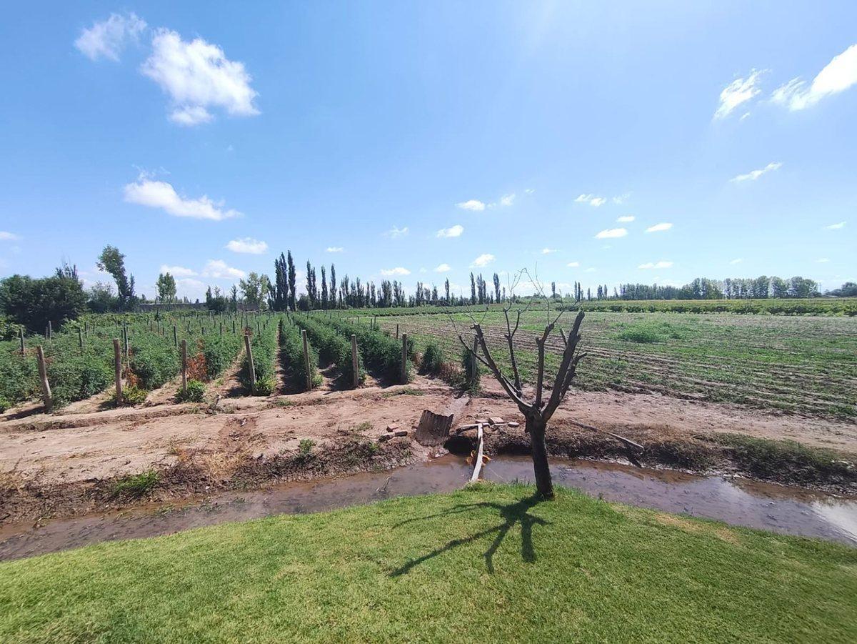 Venta Finca El Algarrobal Mendoza