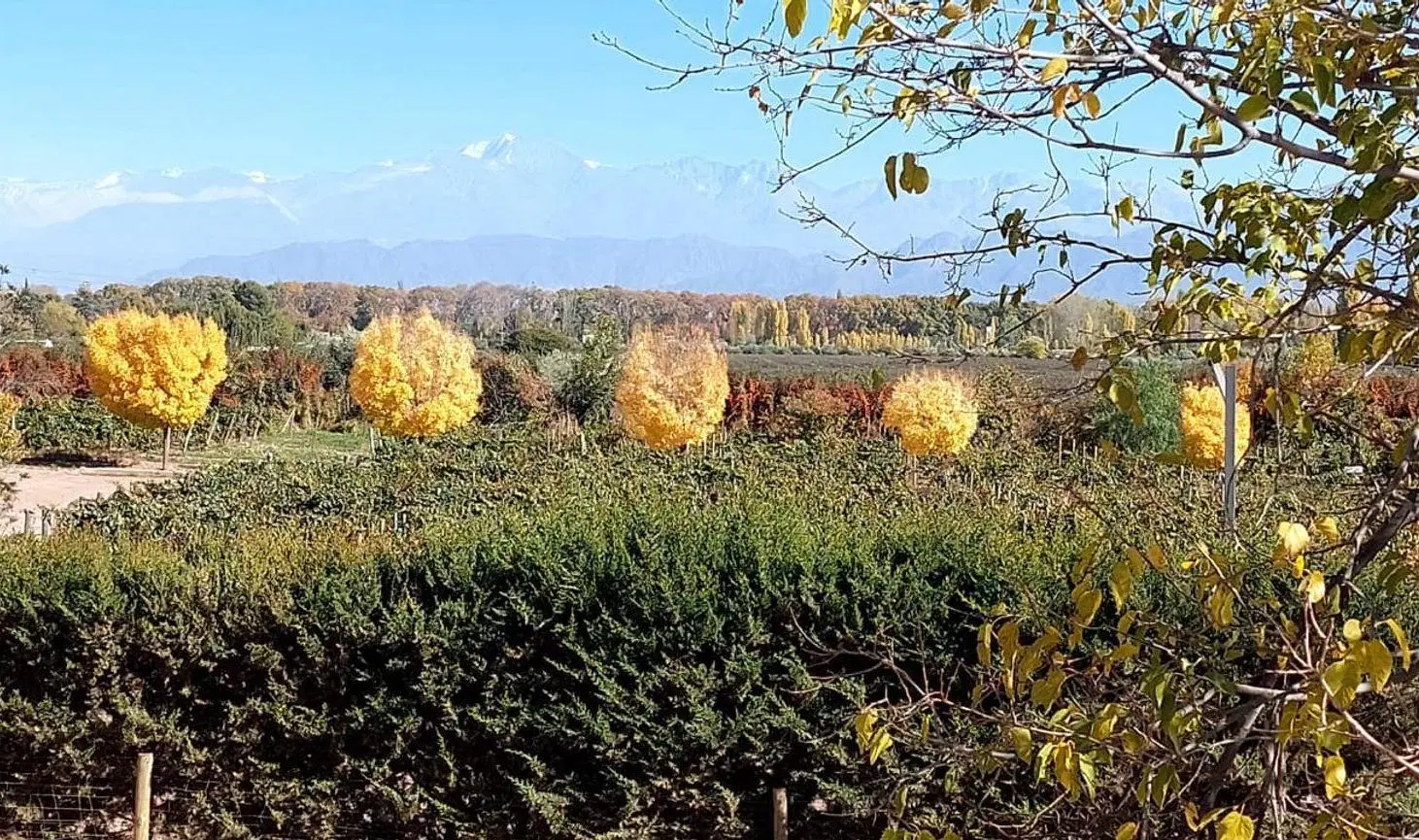 VENTA LOTE LUJAN PERDRIEL MENDOZA 5