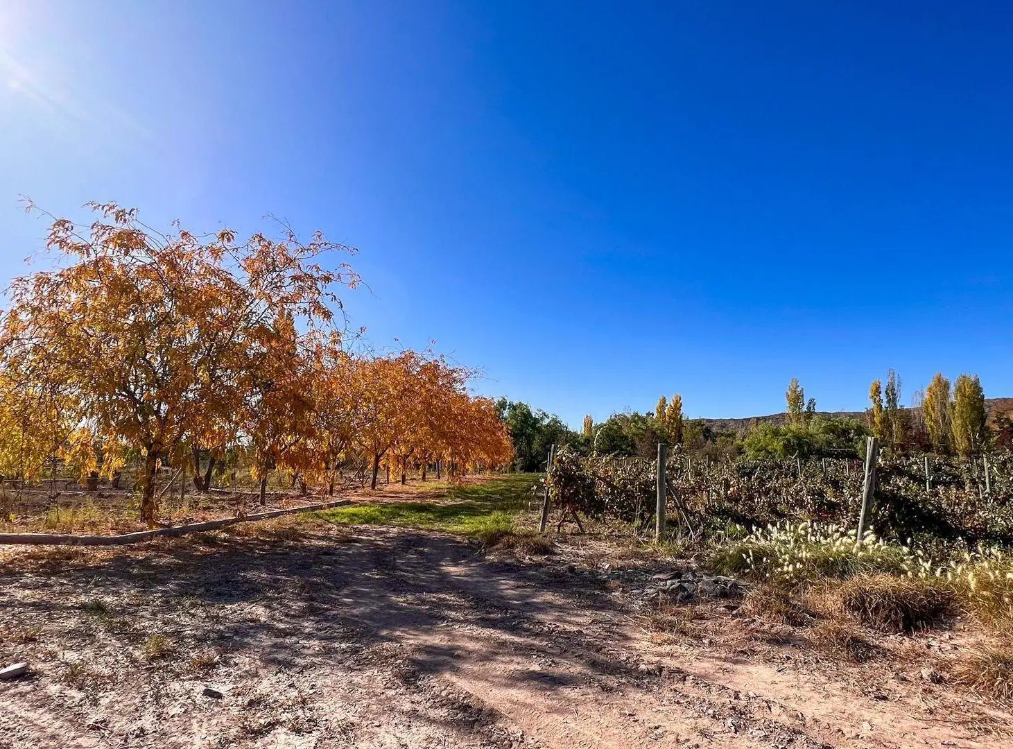 VENTA LOTE LUJAN PERDRIEL MENDOZA 4