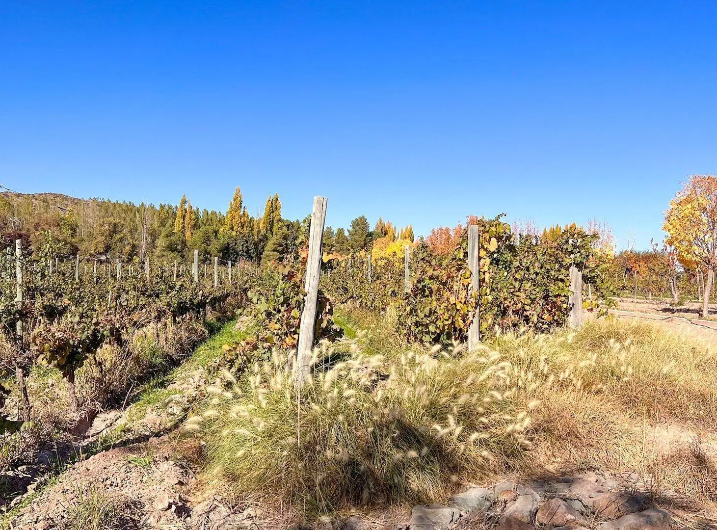 VENTA LOTE LUJAN PERDRIEL MENDOZA 2