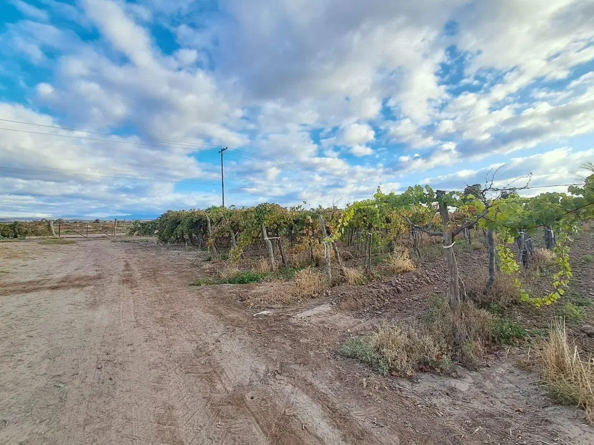 Venta de finca productiva 50 ha, Medrano, Mendoza 3