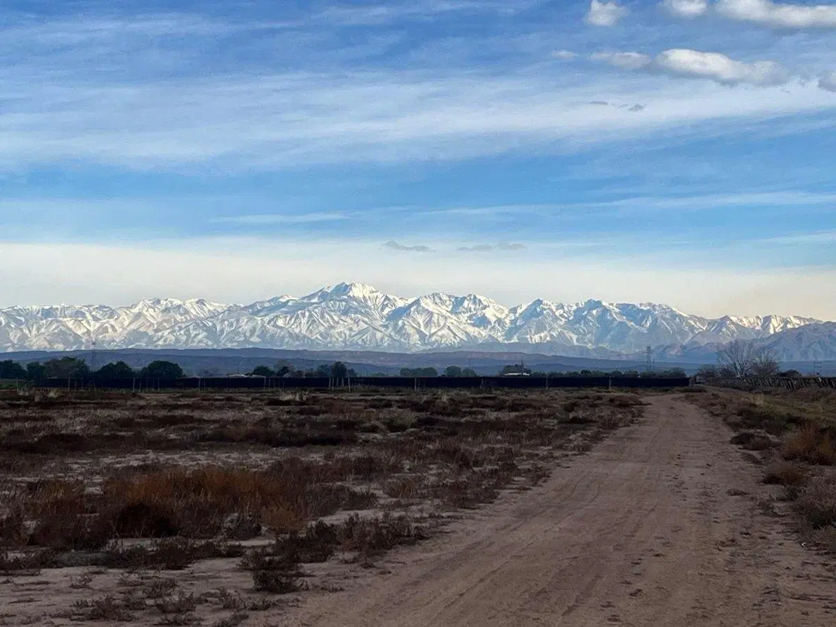 Venta de finca productiva 50 ha, Medrano, Mendoza 2