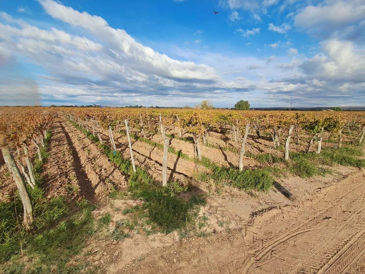 Venta de finca productiva 50 ha, Medrano, Mendoza 5