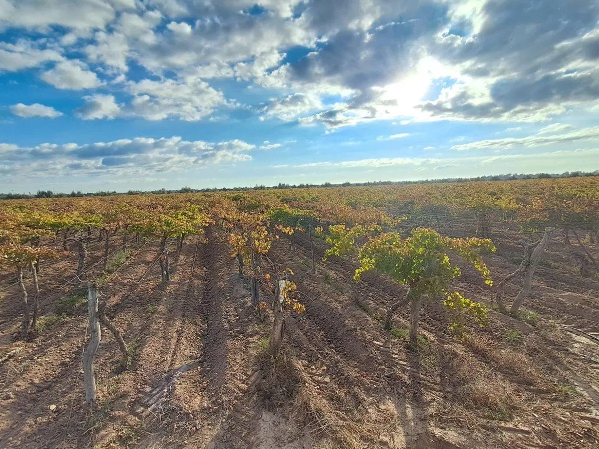 Venta de finca productiva 50 ha, Medrano, Mendoza 4