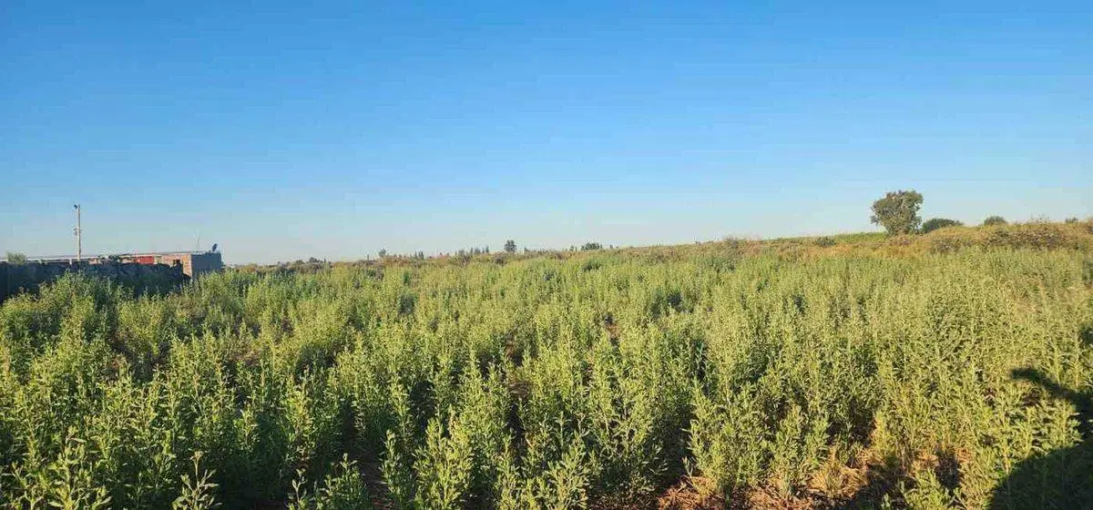 Gran lote a la venta en Colonia Bombal 5