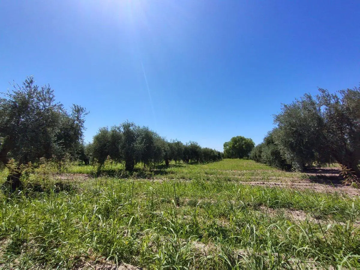 Se vende terreno en Maipú, Mendoza 4