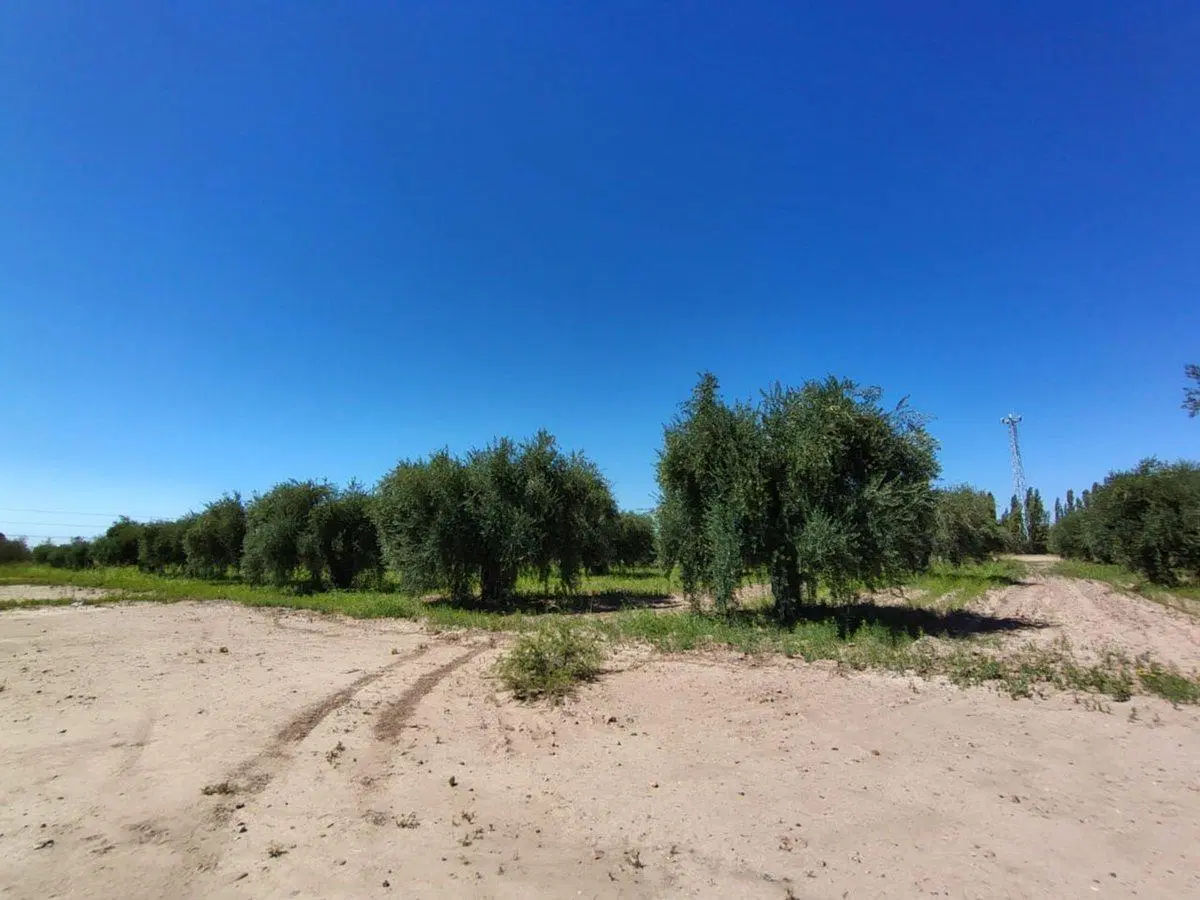 Se vende terreno en Maipú, Mendoza 3