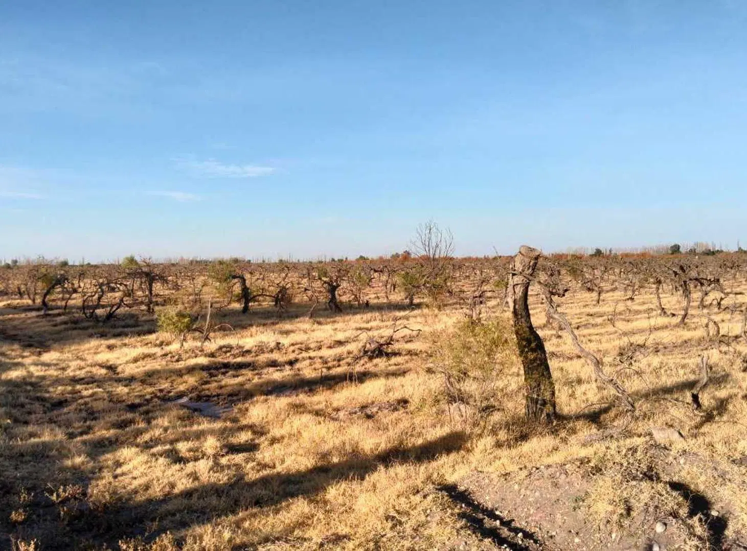 FINCA EN REAL DEL PADRE, SAN RAFAEL, MENDOZA 2