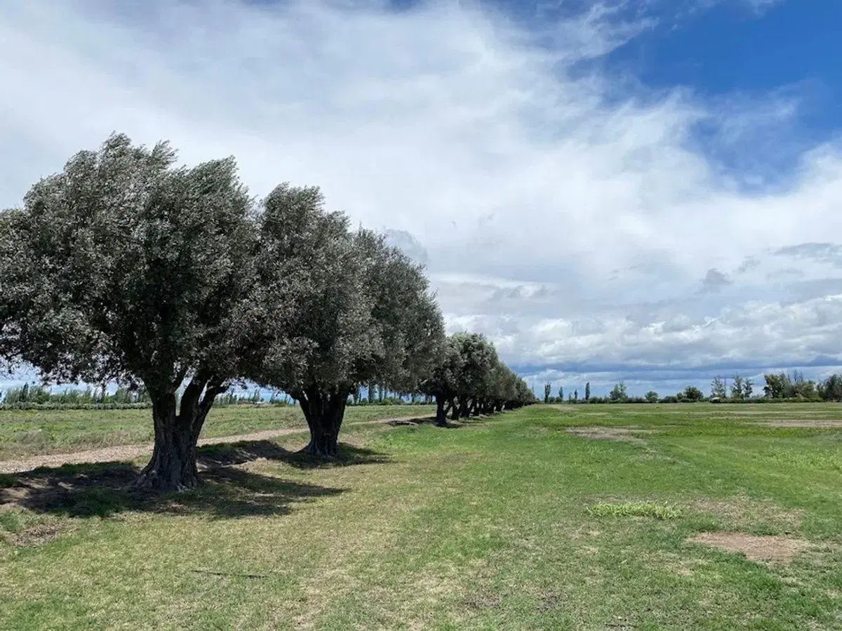 VENTA LOTE ALTO VERDE SAN MARTIN 2