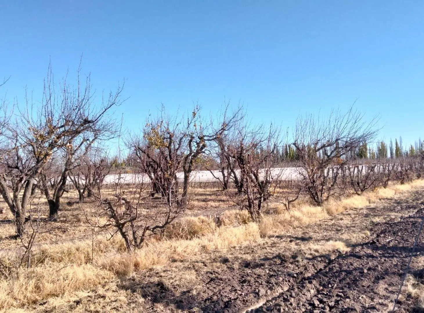 VENTA CAMPO PRODUCTIVO, GENERAL ALVEAR, MENDOZA 3