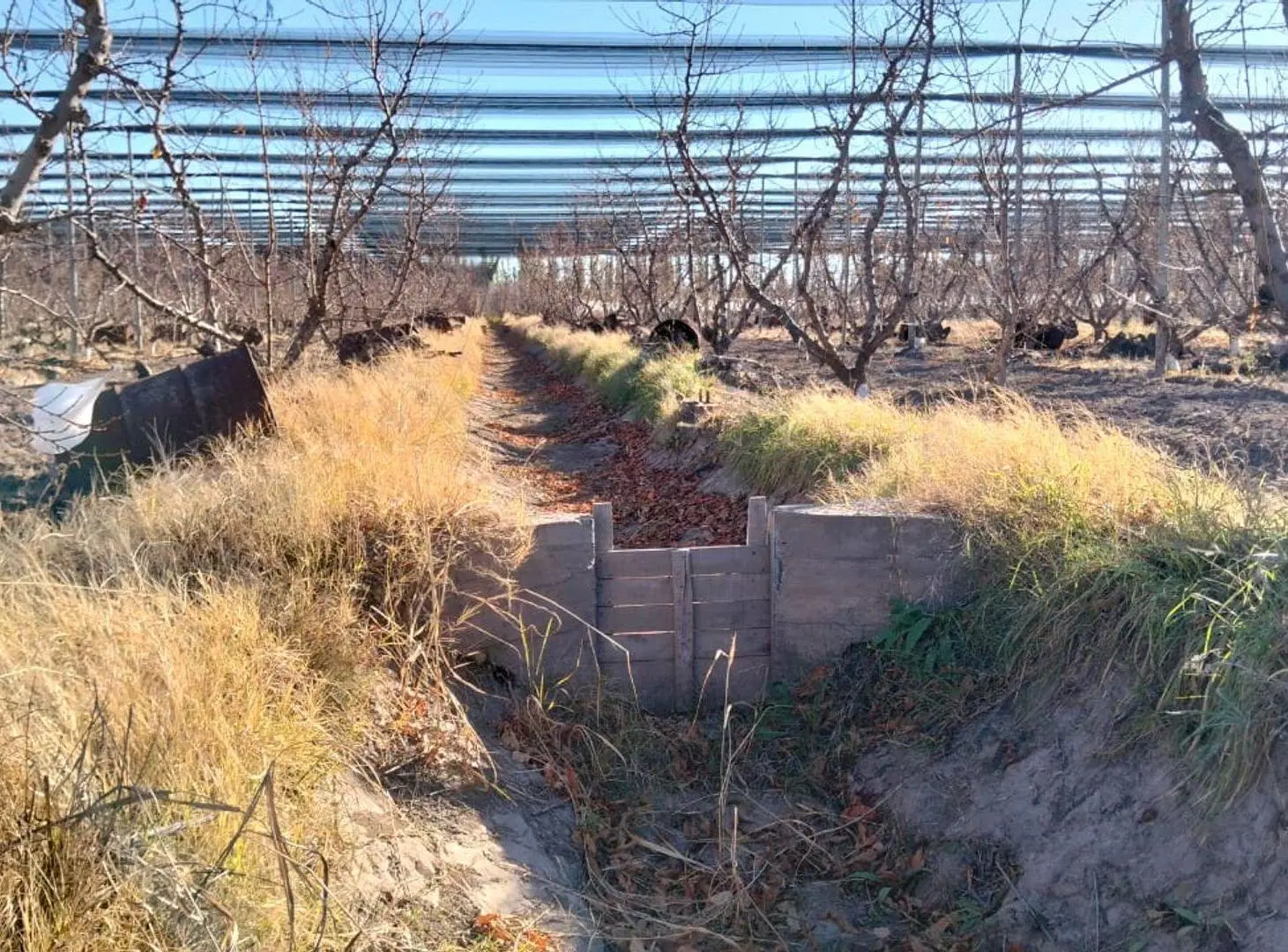 VENTA CAMPO PRODUCTIVO, GENERAL ALVEAR, MENDOZA 5