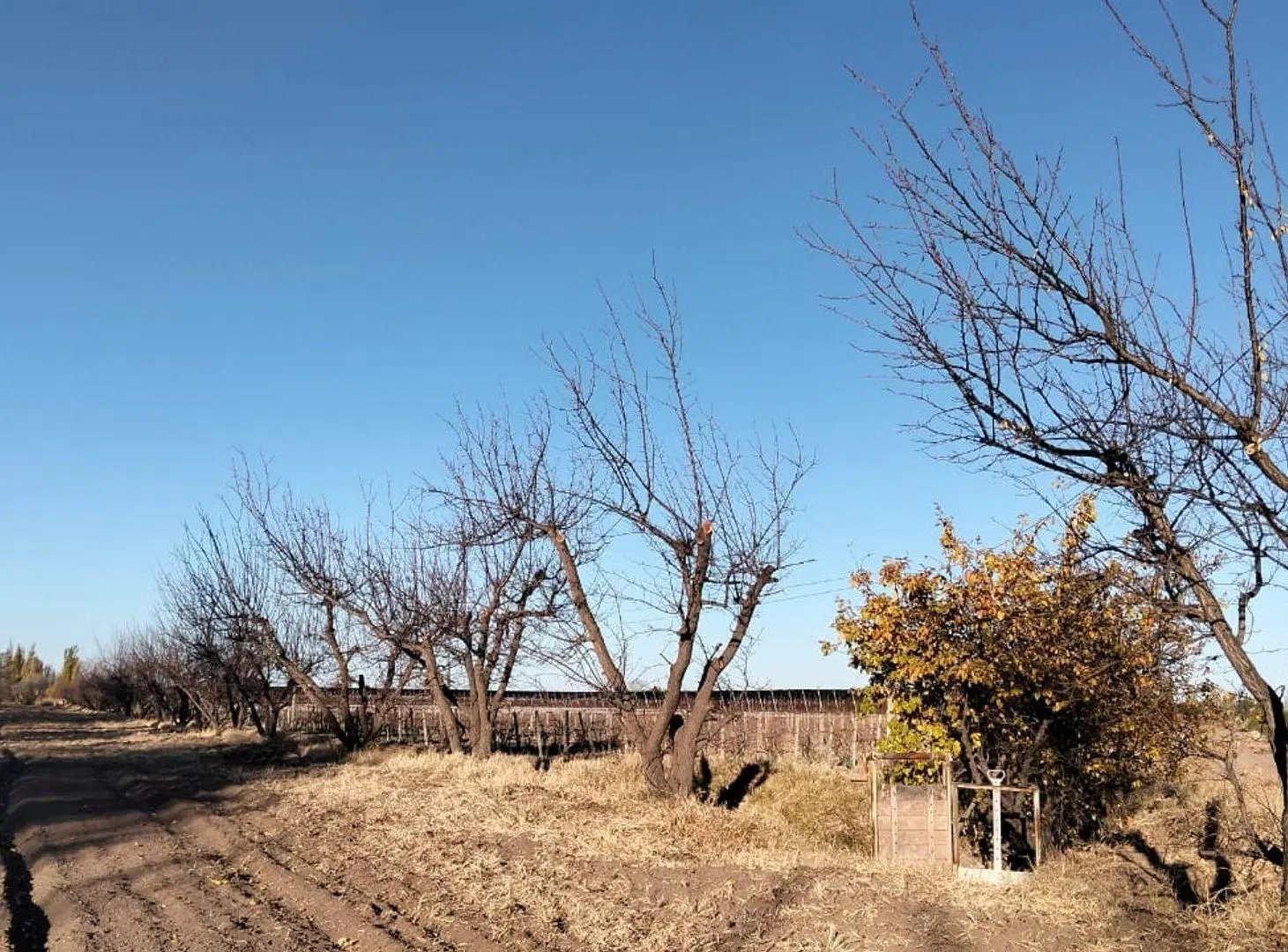 VENTA CAMPO PRODUCTIVO, GENERAL ALVEAR, MENDOZA 4