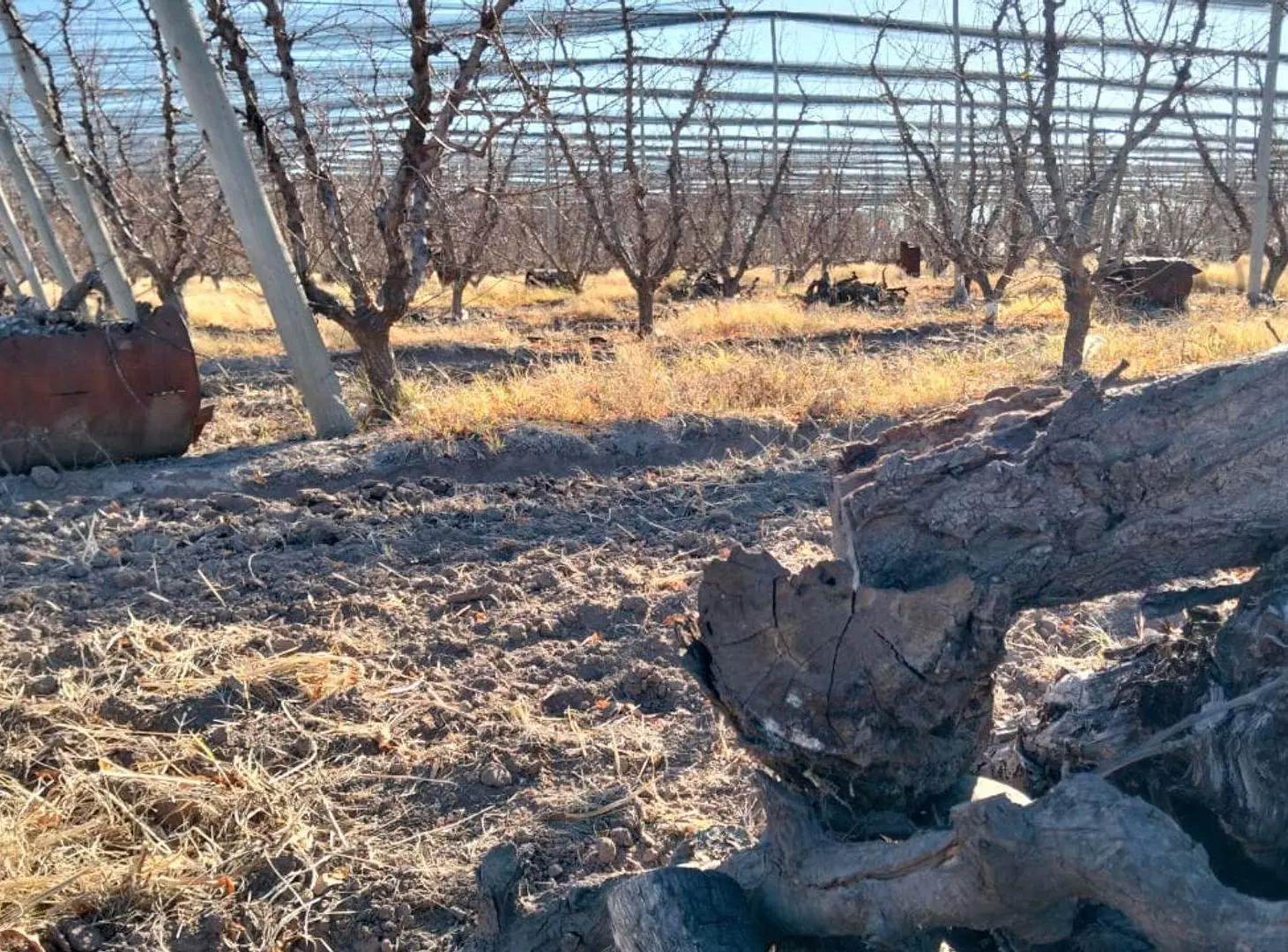 VENTA CAMPO PRODUCTIVO, GENERAL ALVEAR, MENDOZA 8