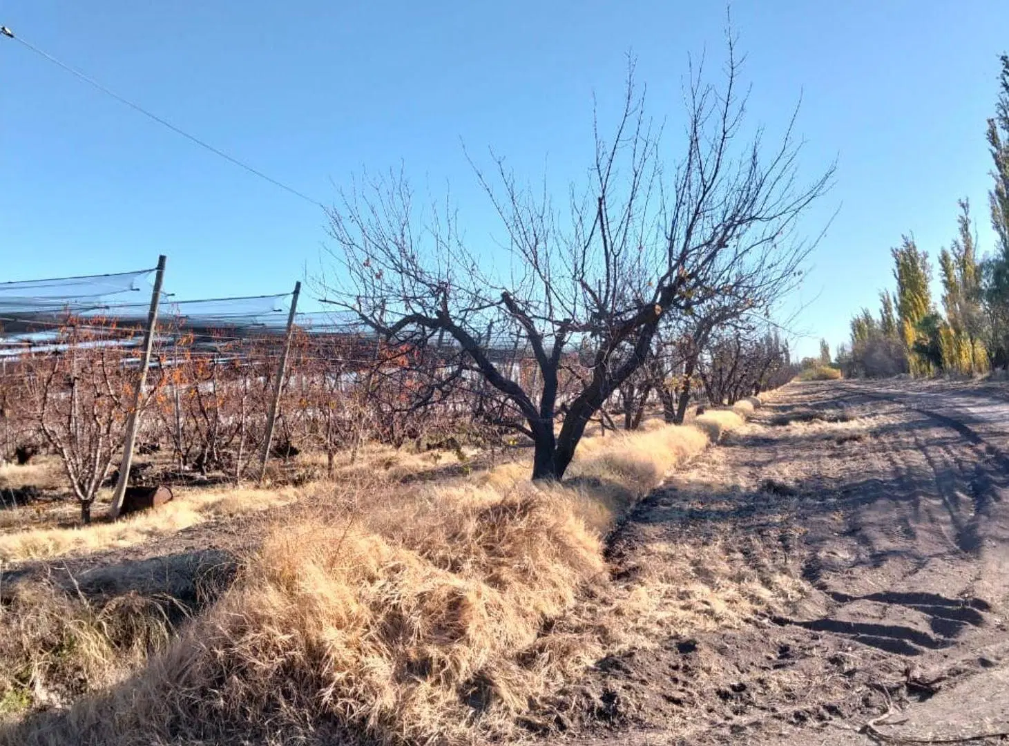 VENTA CAMPO PRODUCTIVO, GENERAL ALVEAR, MENDOZA 2