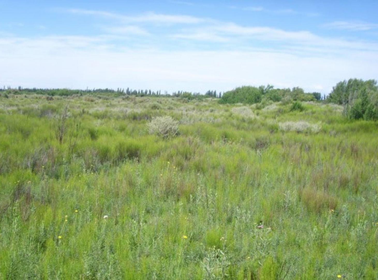 Foto de Venta de Finca en San Rafael, Mendoza., imagen 4