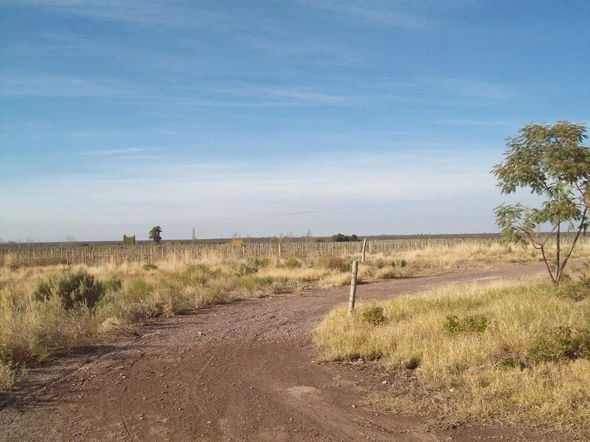 VENTA FINCA SANTA ROSA MENDOZA 2