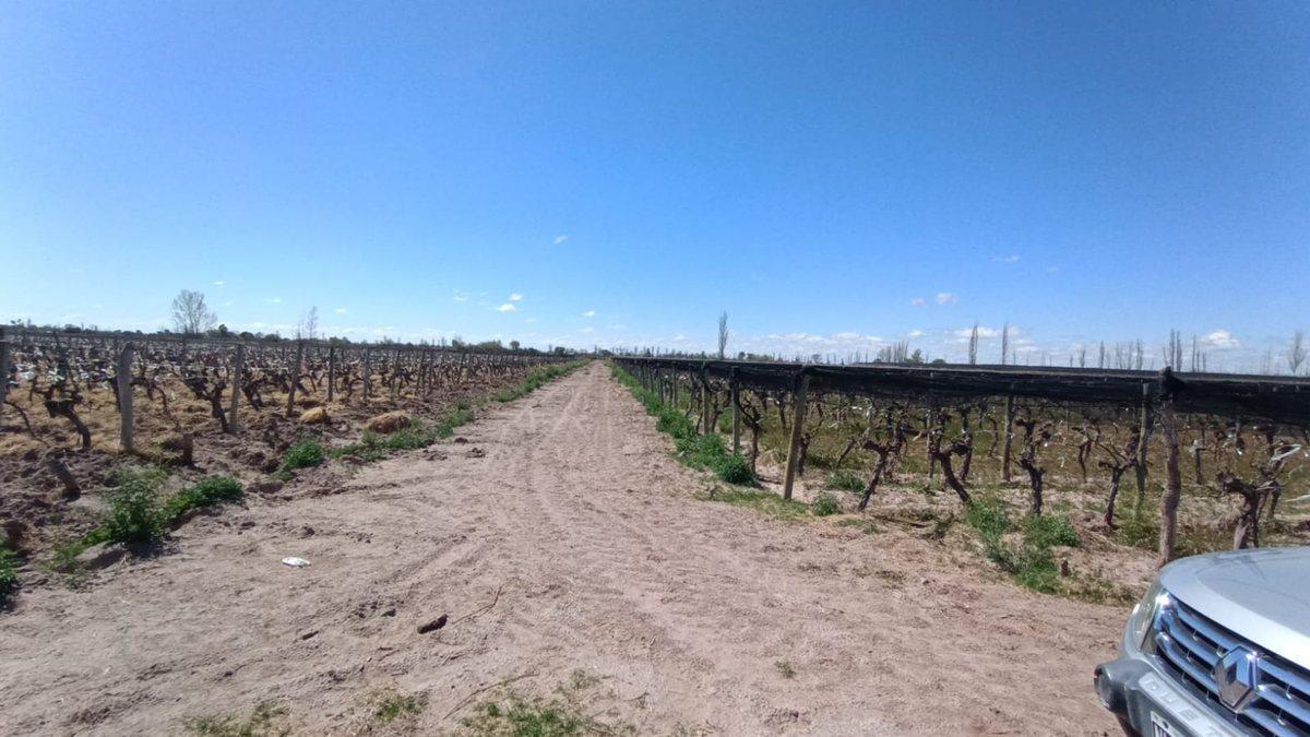 Foto de VENTA FINCA NUEVA CALIFORNIA SAN MARTIN MENDOZA, imagen 4