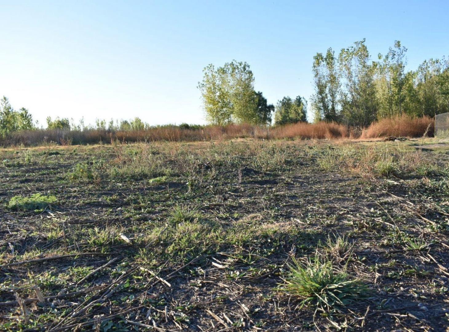 Foto de Venta Terreno Capiz San Carlos Mendoza, imagen 3