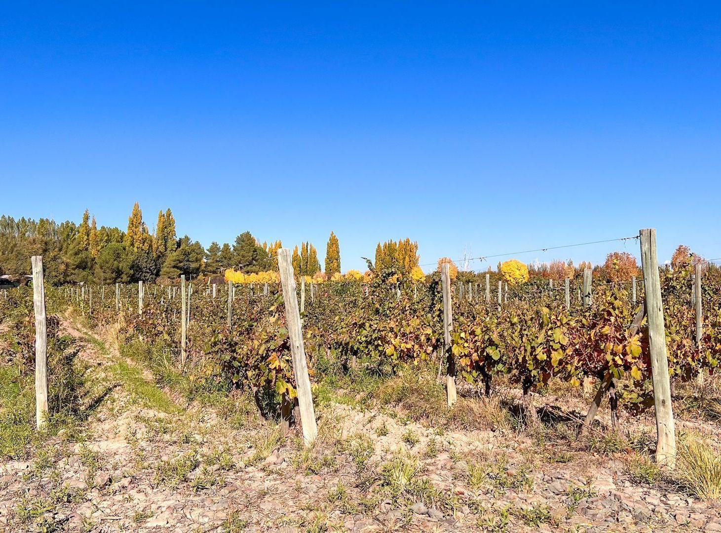 Foto de Venta Lote en Perdriel Luján de Cuyo, imagen 4