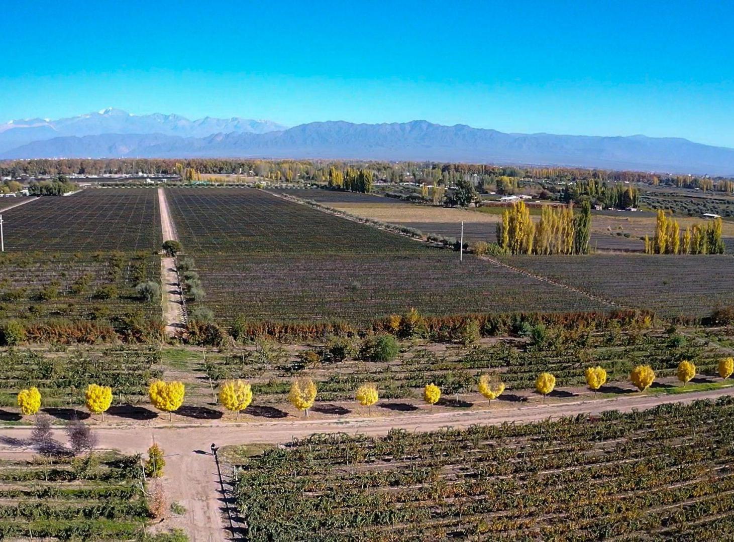 Foto de Venta Lote en Perdriel Luján de Cuyo, imagen 5