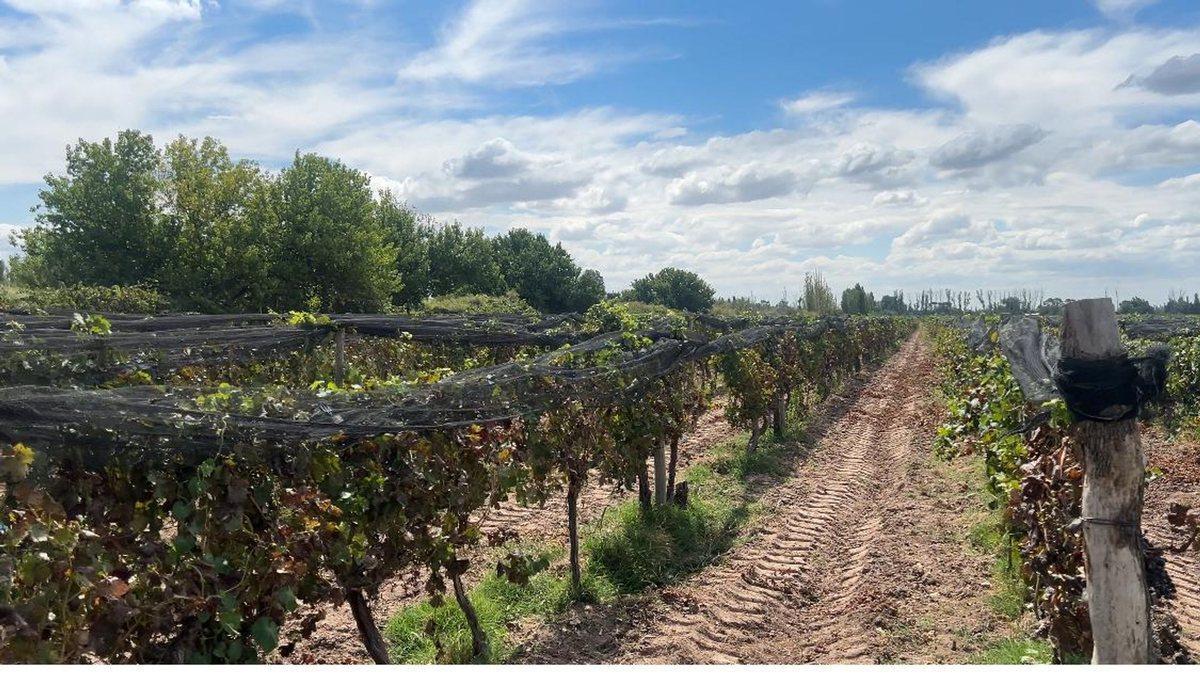Foto de VENTA FINCA NUEVA CALIFORNIA SAN MARTIN MENDOZA, imagen 5