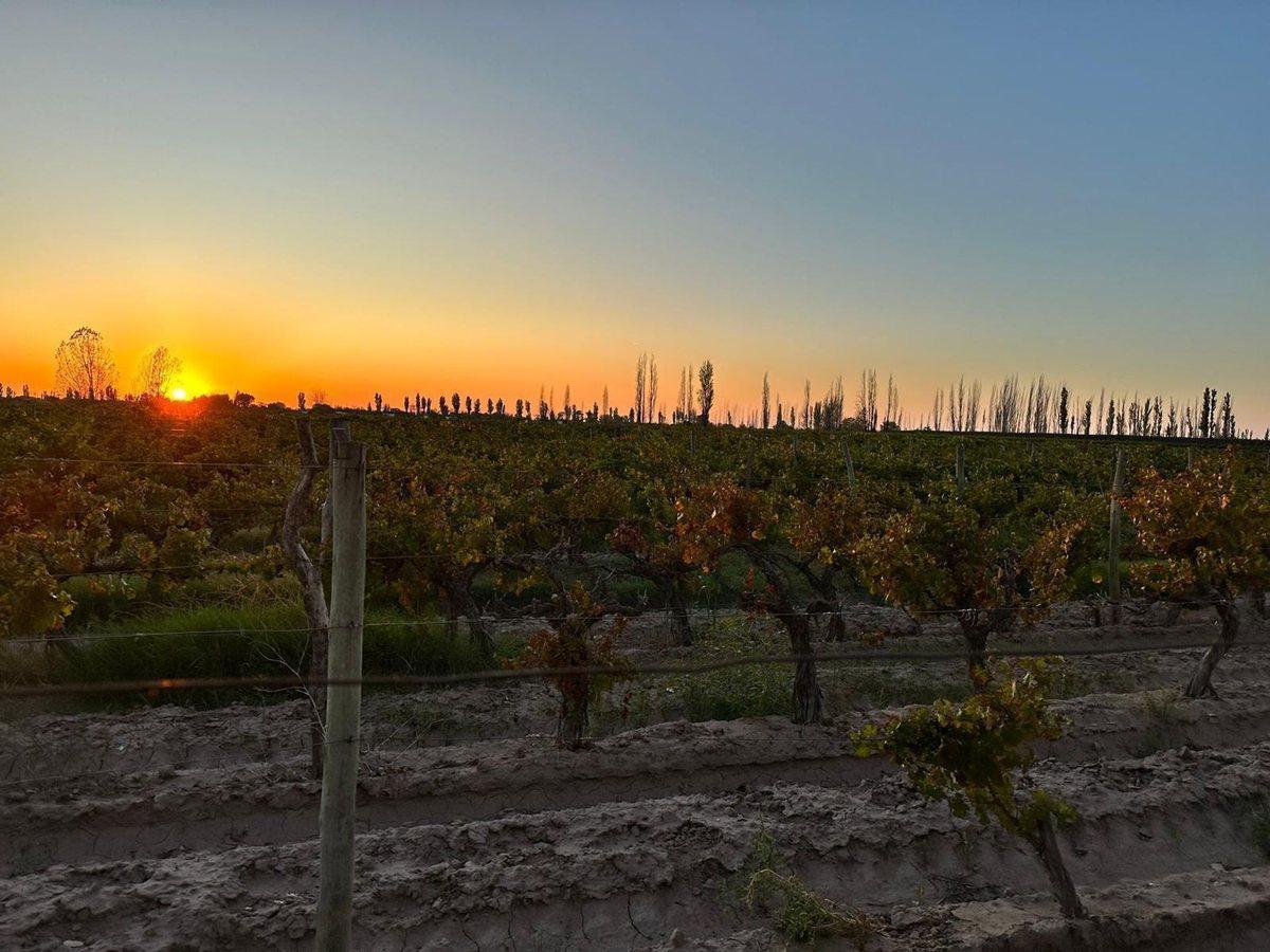 Foto de VENTA FINCA NUEVA CALIFORNIA SAN MARTIN MENDOZA, imagen 1