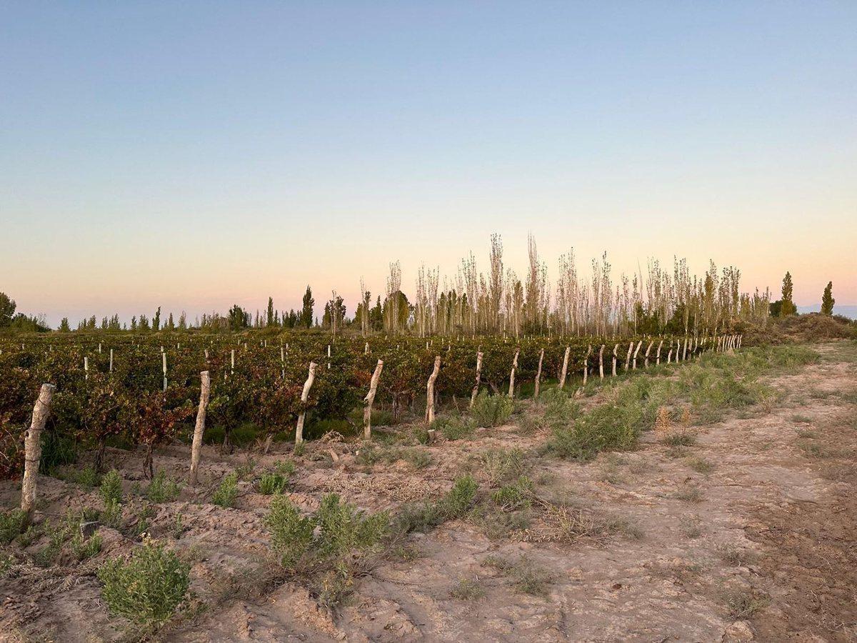 Foto de VENTA FINCA NUEVA CALIFORNIA SAN MARTIN MENDOZA, imagen 4