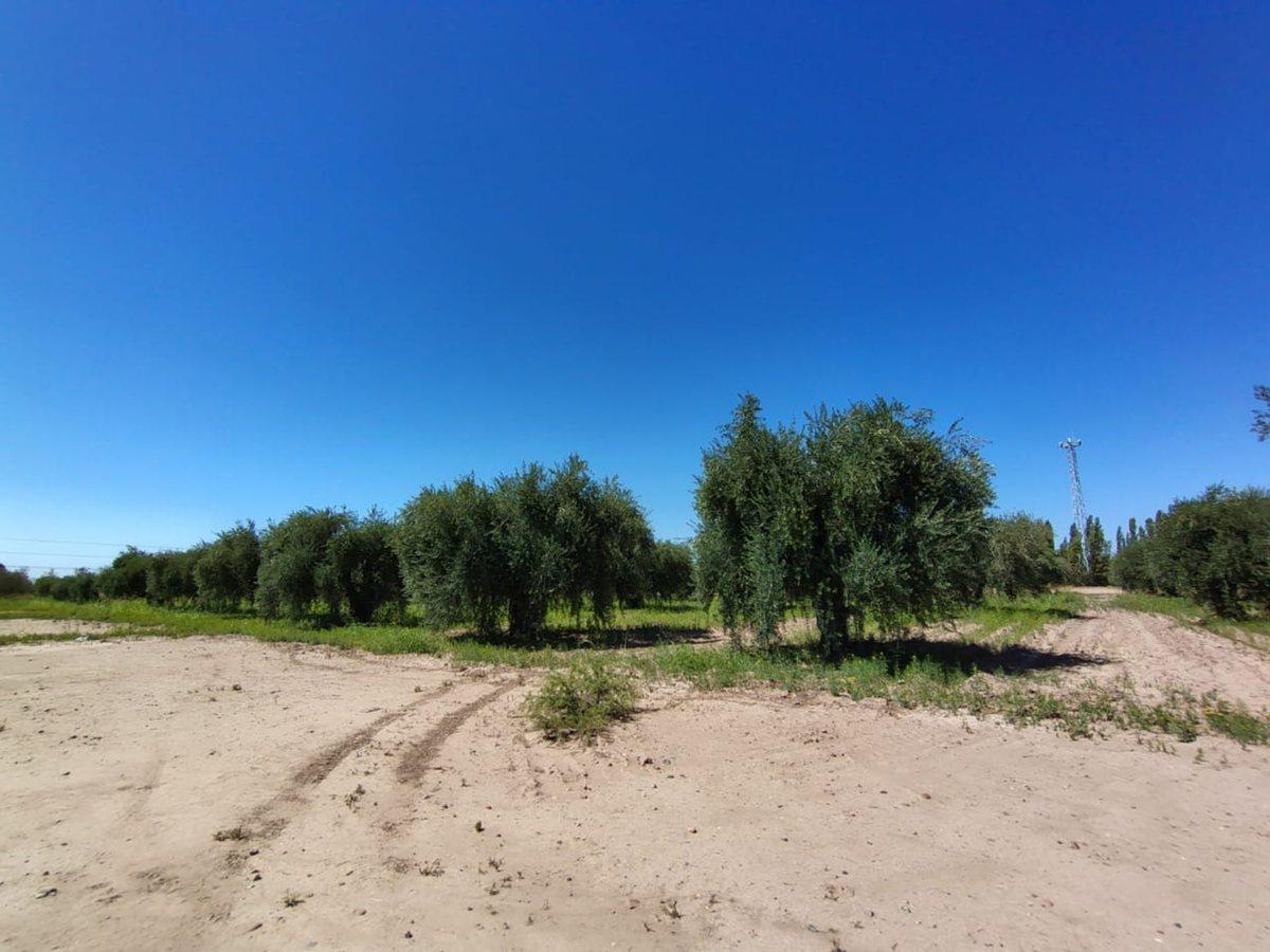 Foto de Se vende terreno en Maipú, Mendoza, imagen 4
