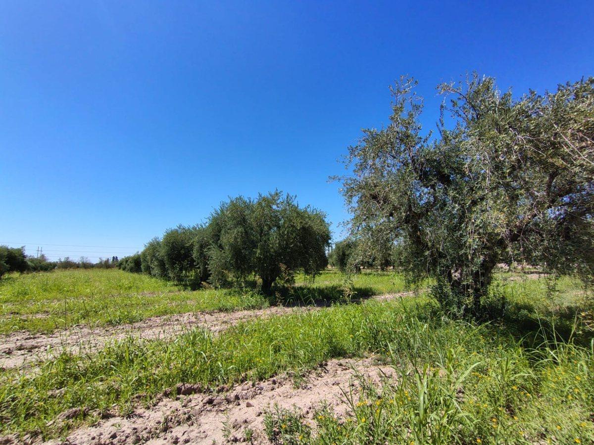 Foto de Se vende terreno en Maipú, Mendoza, imagen 2