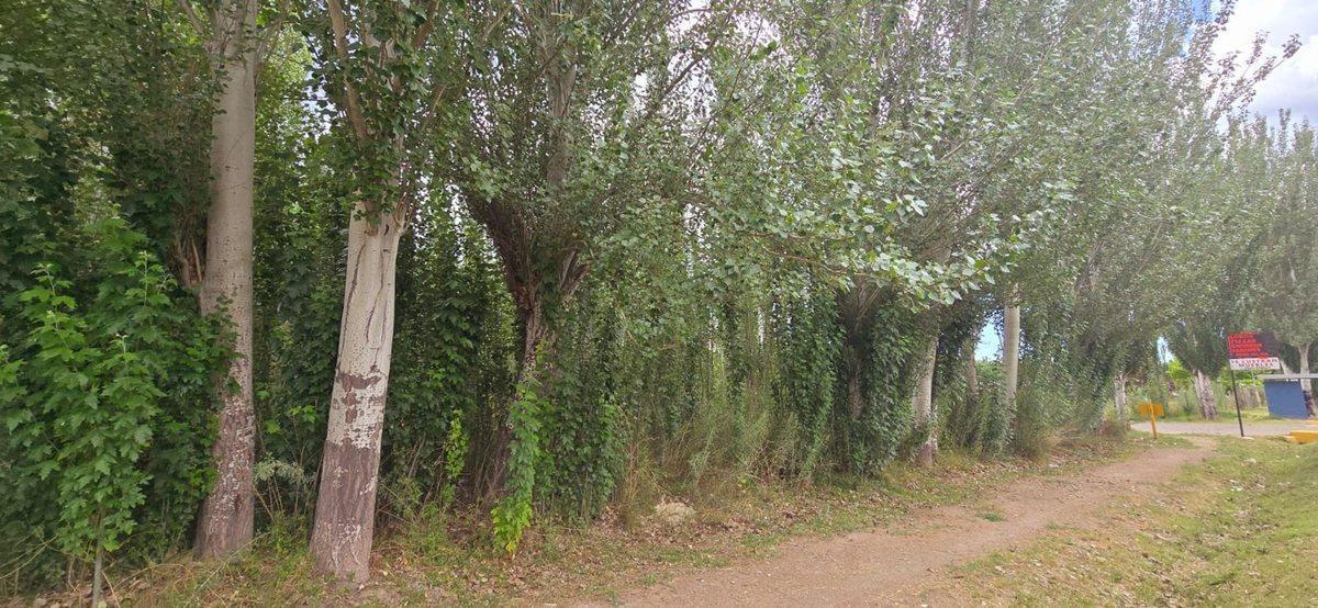 Foto de Venta Lote, esquina inmejorable, Colonia las Rosas, imagen 5