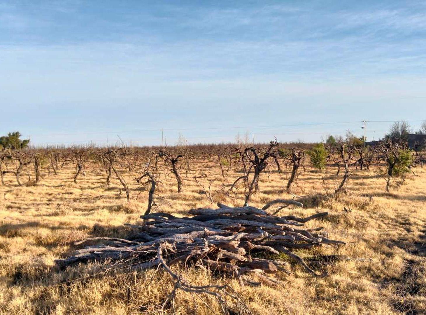 Foto de Venta Finca en Real del Padre, San Rafael, Mendoza, imagen 1