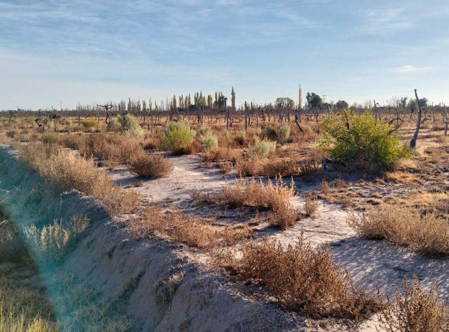 Foto de Venta Finca en Real del Padre, San Rafael, Mendoza, imagen 4