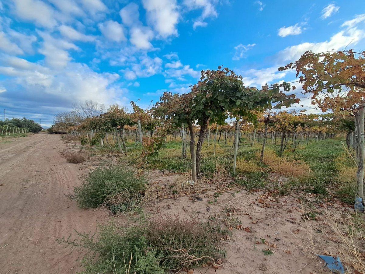 Foto de Venta de finca productiva 50 ha, Medrano, Mendoza, imagen 4