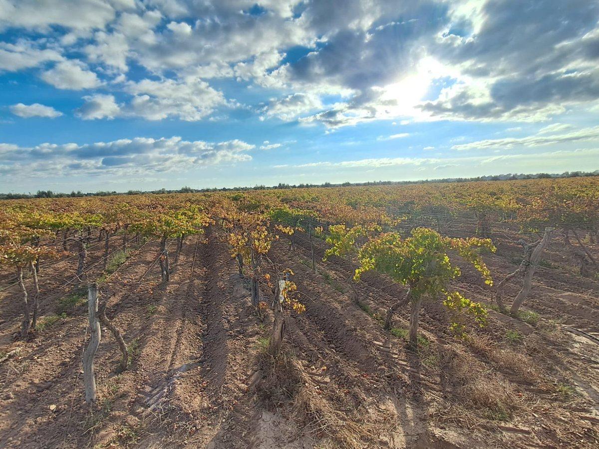 Foto de Venta de finca productiva 50 ha, Medrano, Mendoza, imagen 2