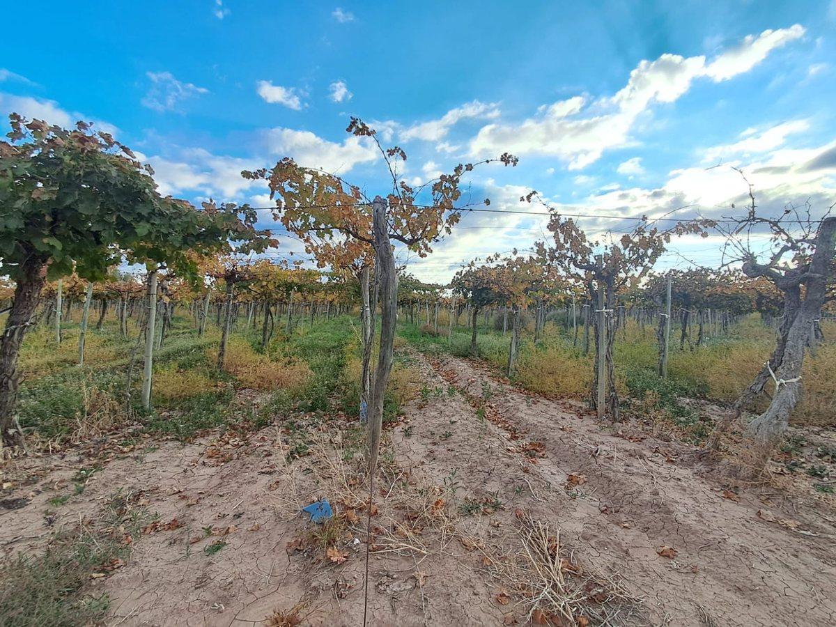 Foto de Venta de finca productiva 50 ha, Medrano, Mendoza, imagen 5
