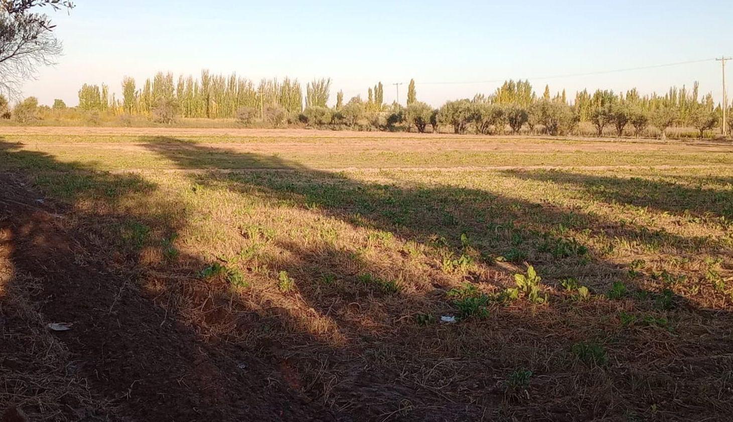 Foto de Venta de finca con dos casas mixta,Los corralitos, imagen 1