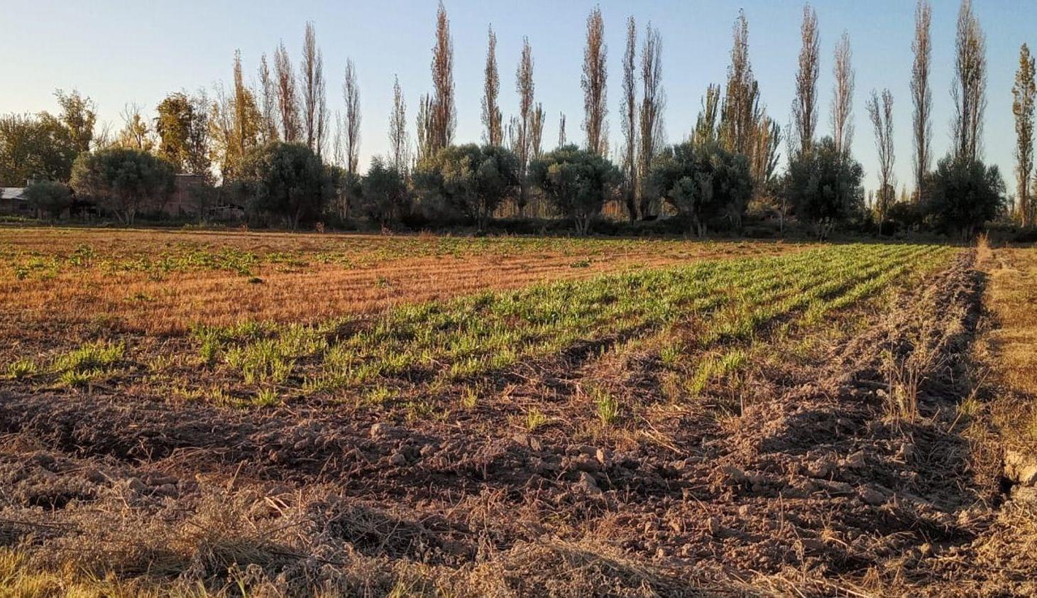 Foto de Venta de finca con dos casas mixta,Los corralitos, imagen 3