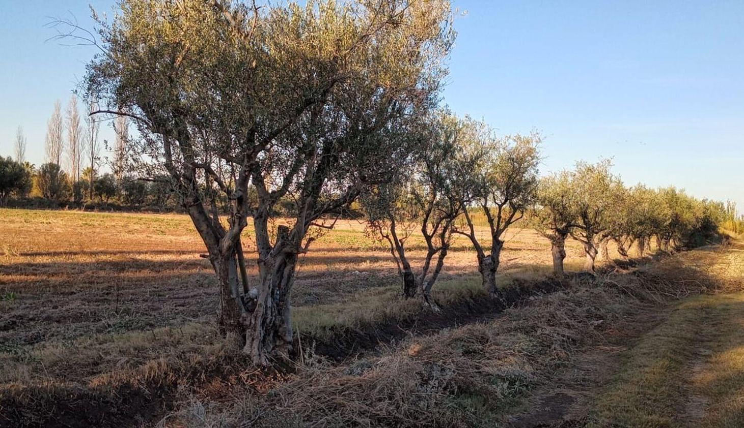 Foto de Venta de finca con dos casas mixta,Los corralitos, imagen 4
