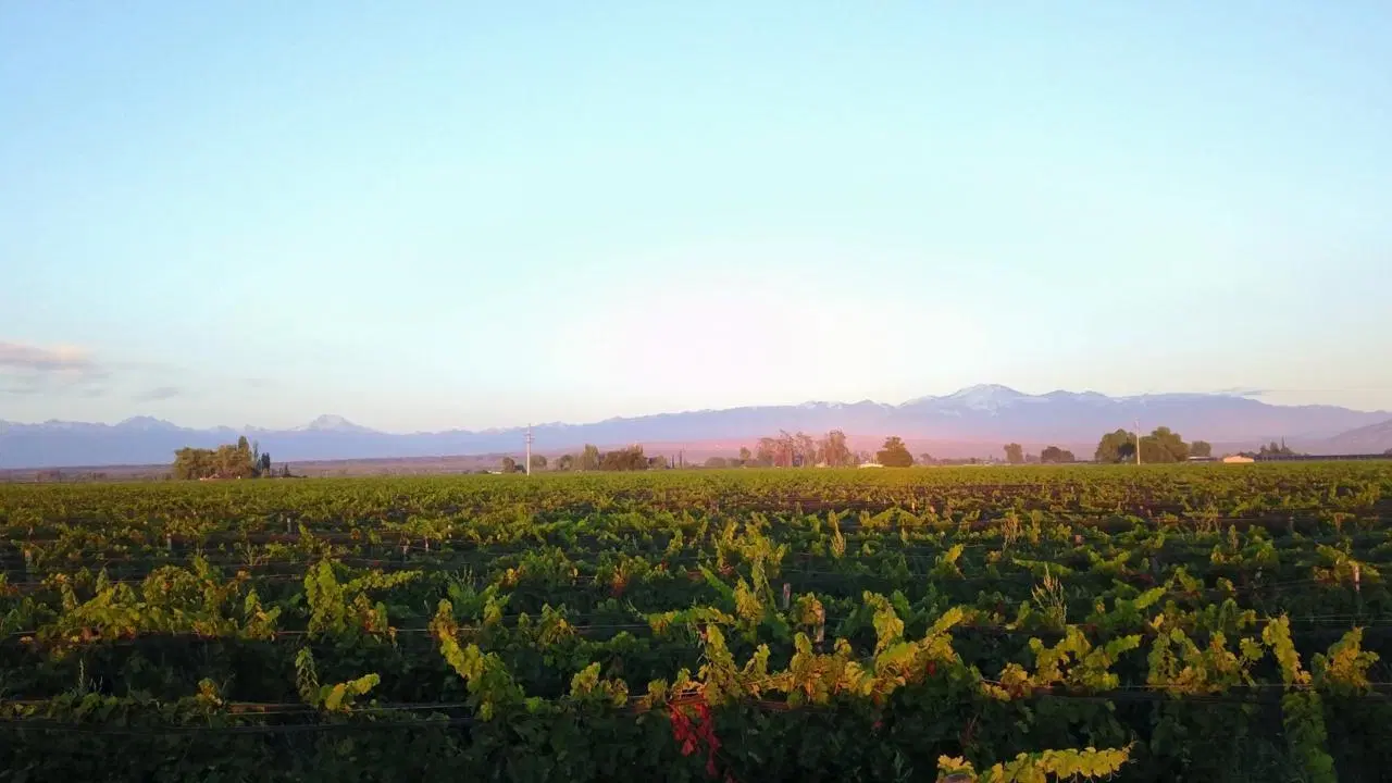 finca lujan de cuyo 5
