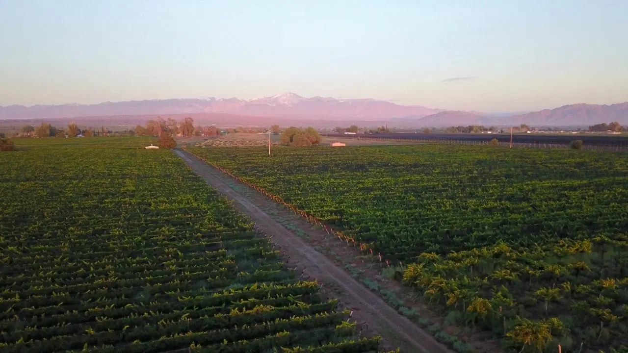 finca lujan de cuyo 4