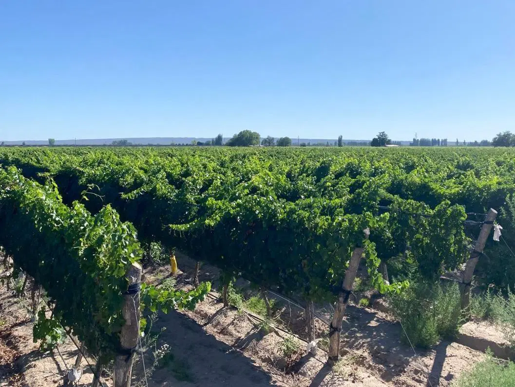 finca lujan de cuyo 3