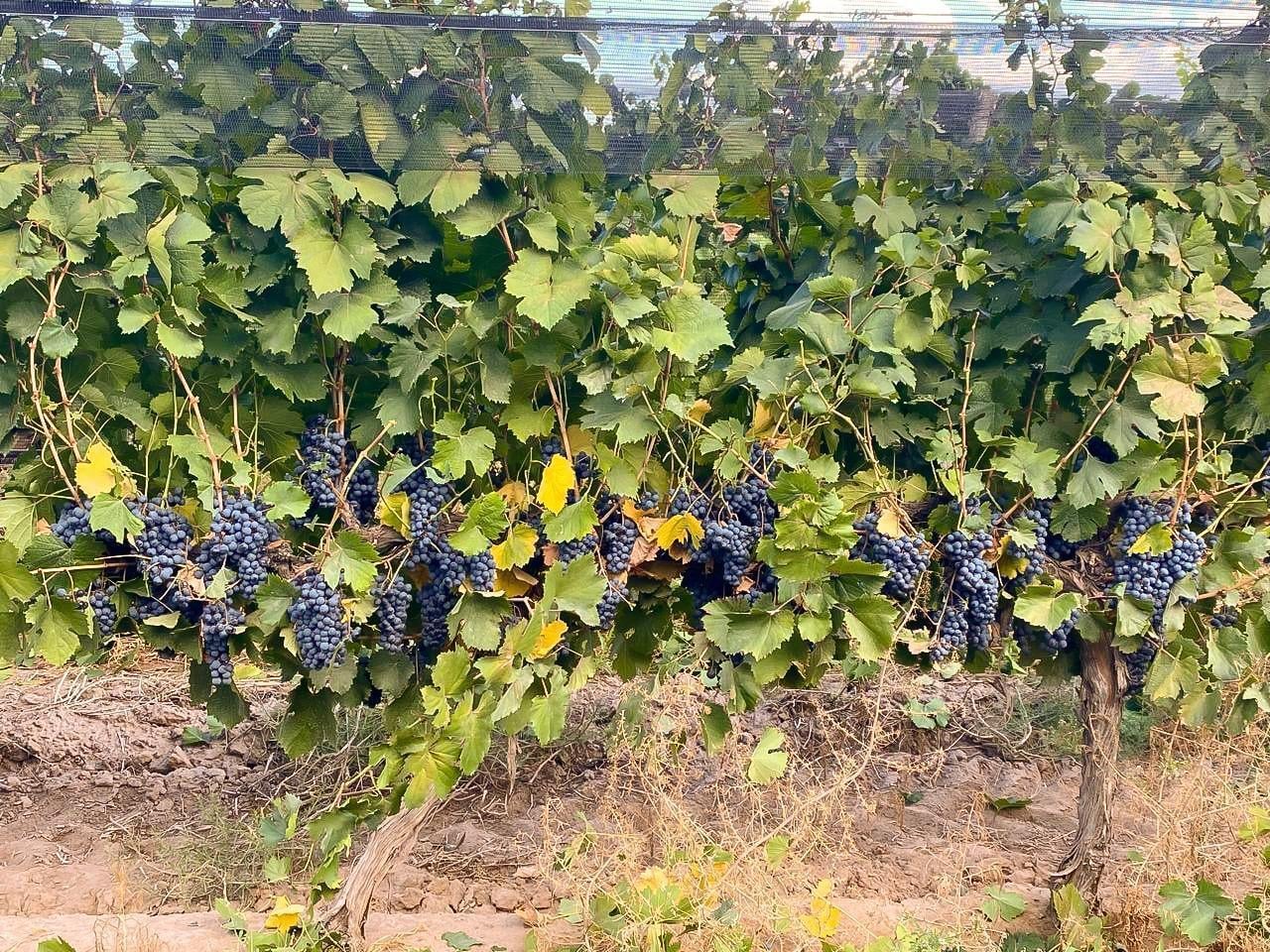 Foto de finca lujan de cuyo, imagen 5