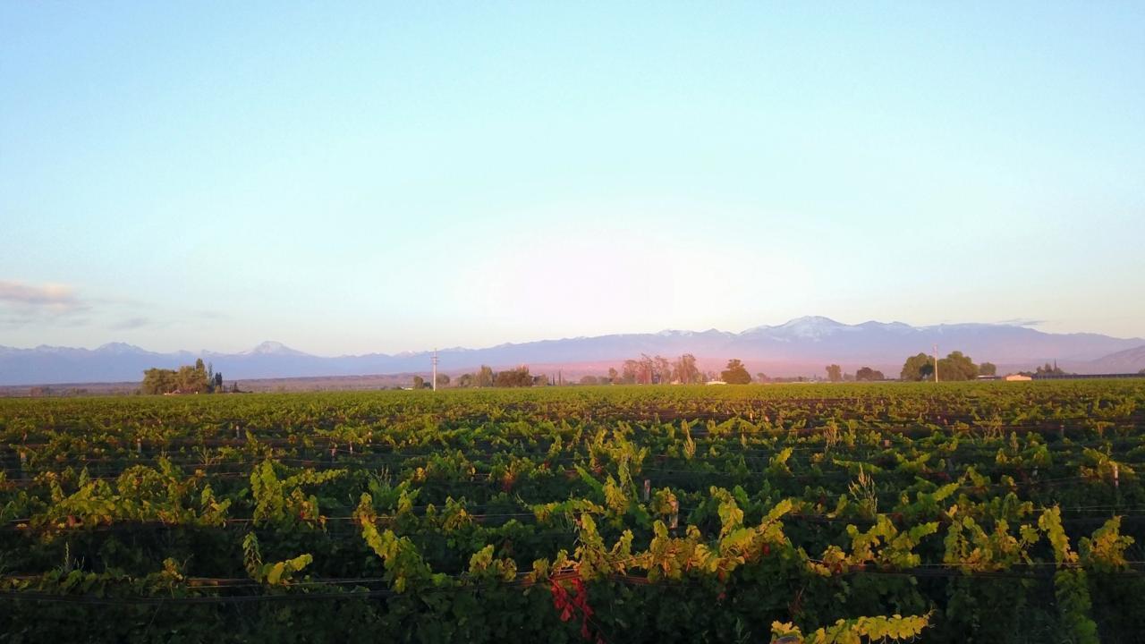 Foto de finca lujan de cuyo, imagen 4