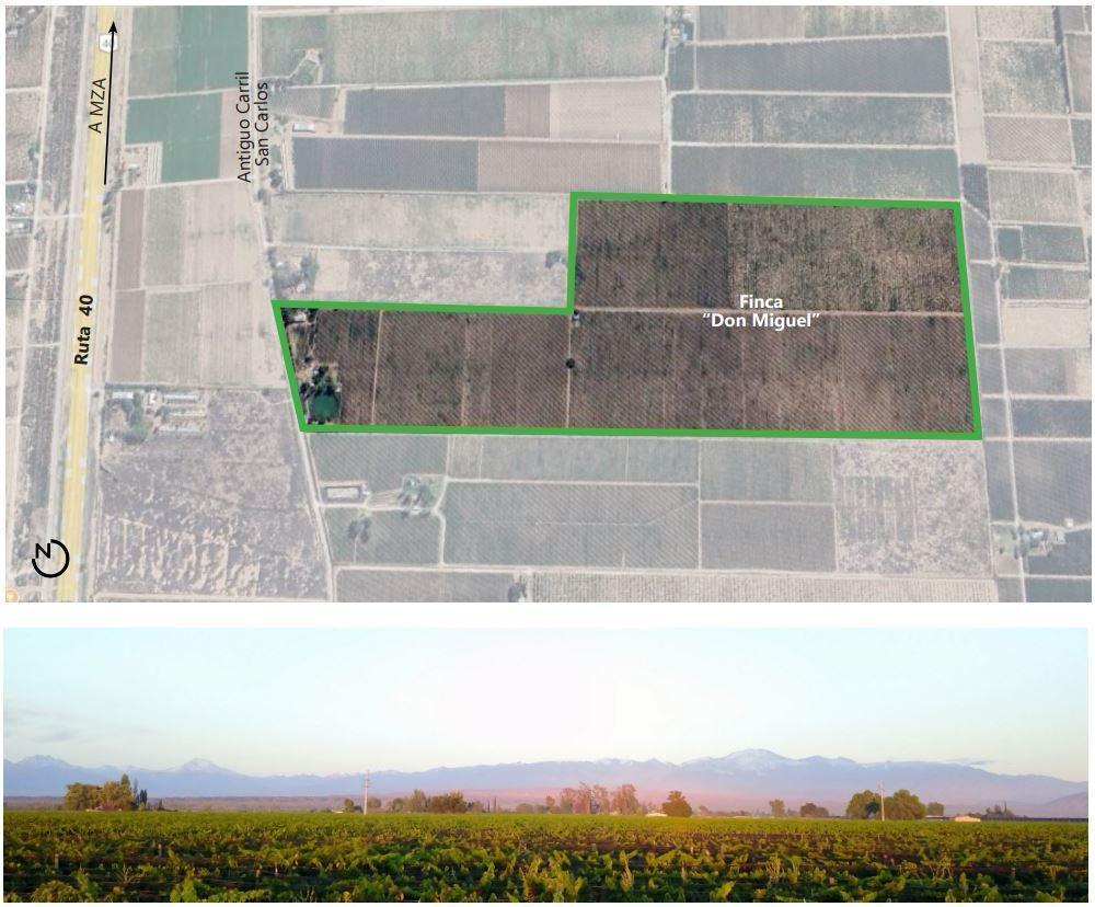 Foto de finca lujan de cuyo, imagen 3