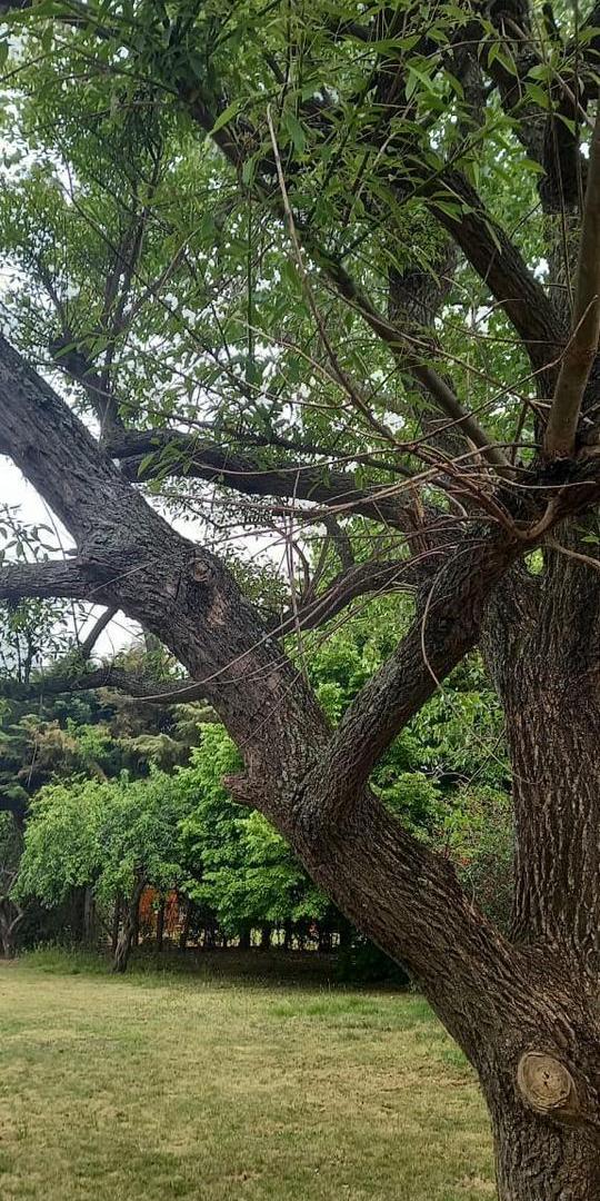 Foto de Terreno en venta, imagen 4
