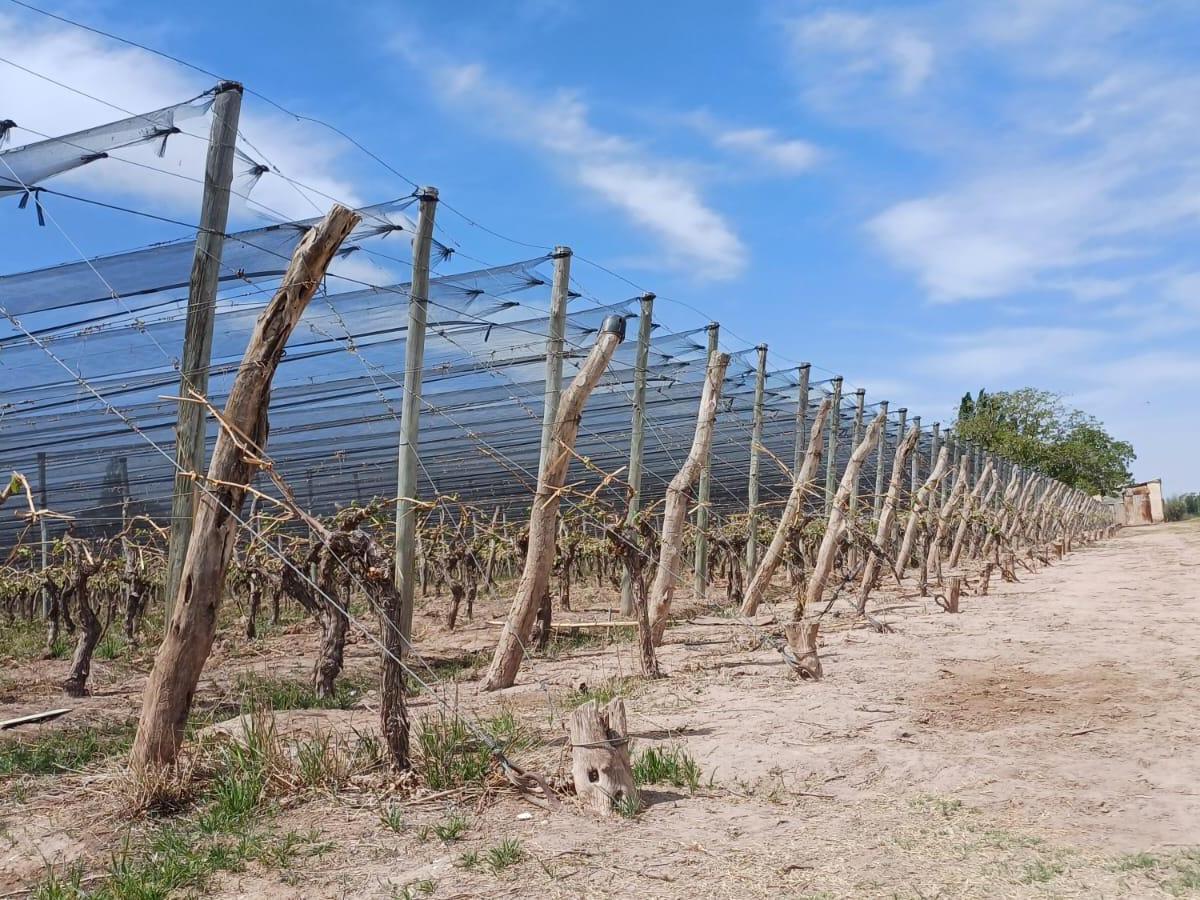 Finca en Venta. 5,5 H. Viñedos Malbec. Lujan de Cuyo. Perdriel 2