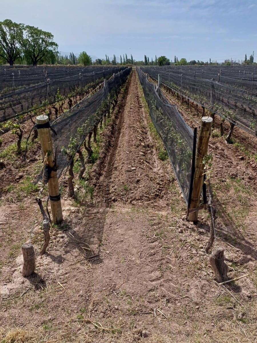 Finca en Venta. 5,5 H. Viñedos Malbec. Lujan de Cuyo. Perdriel 3